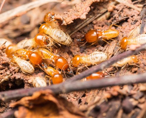 Termite Inspection